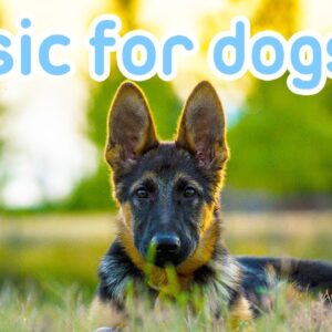 20 HOURS of Relax My Dog Music!