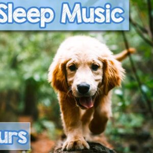 [NO ADS] Deep Relaxation Music for Dogs | 20 Hours