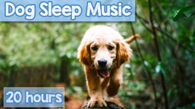 [NO ADS] Deep Relaxation Music for Dogs | 20 Hours