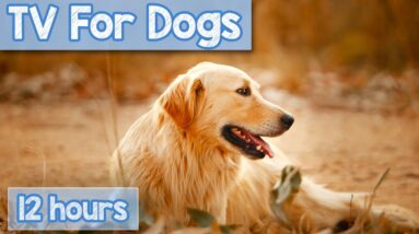 [NO ADS] Fun Entertainment TV for Bored Dogs! 12 Hours