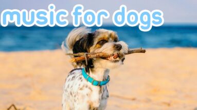 Soothing Music to Relax My Dog! 20 HOURS [No Ads]