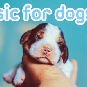 Dog Music! Gentle ASMR Songs for Sleep!
