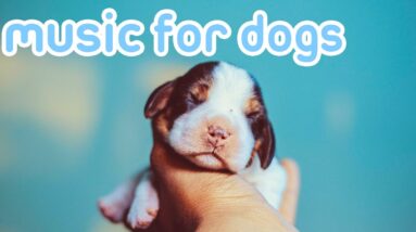 Dog Music! Gentle ASMR Songs for Sleep!