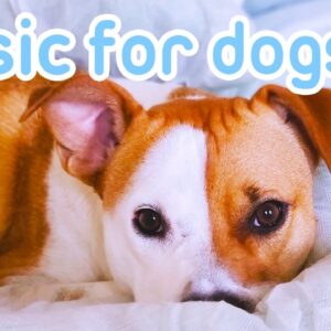 Magic Music for Dogs! INSTANT Relaxation Results!