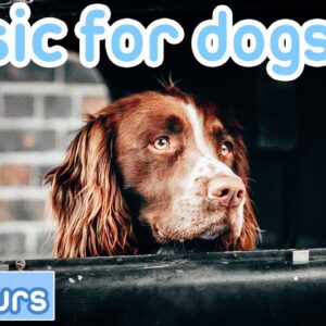 DOG MUSIC: Calming Music for Car Rides! [20 Hours]