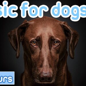 Dog Music! ❄️🔥 Cosy Winter Chill Out Music for Dogs!