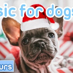 [No Ads] Christmas Dog Music! Relax Your Dog Over the Busy Festive Period!