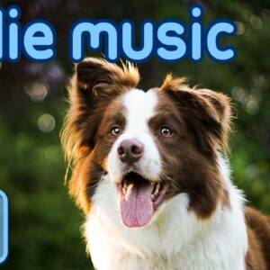 Border Collie Music: Songs to Help Your Collie Relax!