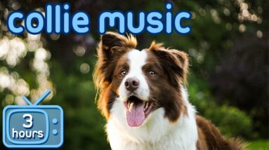 Border Collie Music: Songs to Help Your Collie Relax!