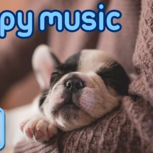 Calming Your Puppy's Anxiety with Music: New ASMR for Pet Owners