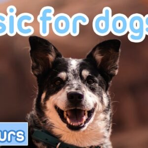 DOG MUSIC [20 Hours] Calming Songs for Anxious Dogs!