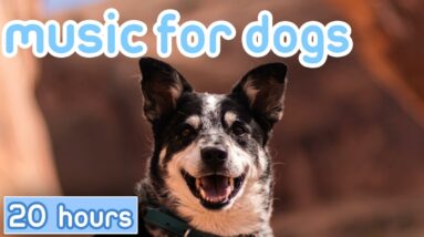 DOG MUSIC [20 Hours] Calming Songs for Anxious Dogs!