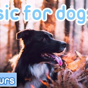 Music for Dogs: Deep Sleep Separation Anxiety Tones [ASMR Dog Music]