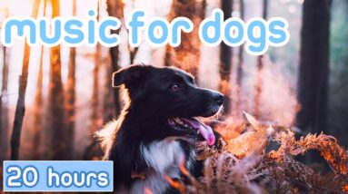 Music for Dogs: Deep Sleep Separation Anxiety Tones [ASMR Dog Music]