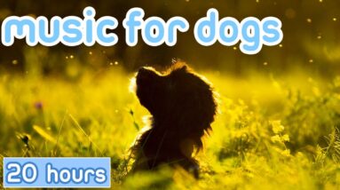 [20 Hours] Music for Dogs: Calming Tones for Canine Relaxation!