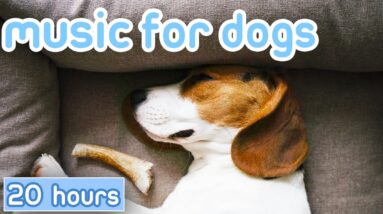 ASMR Music for Dogs! Relaxing Tones for Anxiety [New 2023]