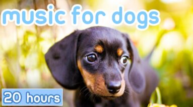 Dog Music [20 HOURS] Relaxing Sounds for Dogs with Anxiety!