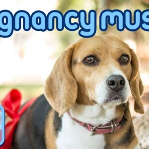 Music for Pregnant Dogs: Soothing Pregnancy ASMR Sounds!