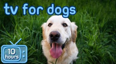 TV for Dogs: Virtual TV Adventures for Dogs to Enjoy! With ASMR Music