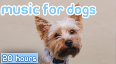 DOG MUSIC: Hours of Deep Sleep Anxiety Music for Dog Relaxation!