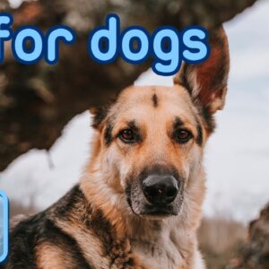 HD Virtual Dog TV: Videos to Entertain and Chill Your Dog Out!