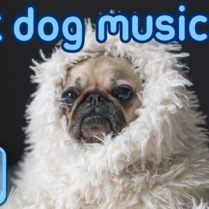 Music for Sick Dogs Healing Help Music for Your Poorly Dog!