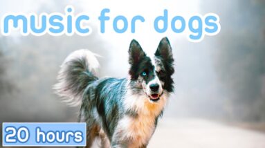 Relax My Dog Music: Soothing Symphonies to Prevent Stress!