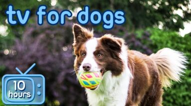 Virtual Dog TV: Calming Adventure Videos for Fighting Anxiety!