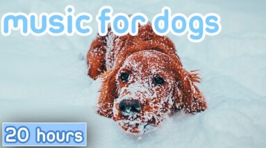 20 HOURS of Relaxing Music for Dogs! Helped Millions of Dogs!