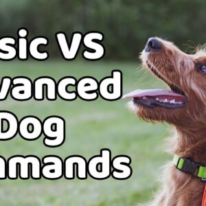 Basic vs. Advanced Dog Commands!