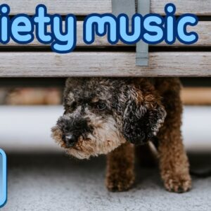 Dog Anxiety Music: Songs to Help Prevent Separation Anxiety in Dogs
