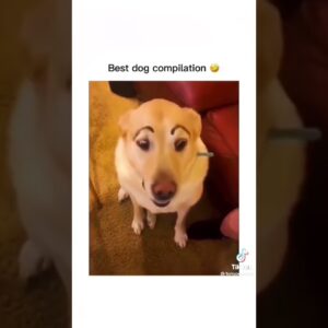 I dare you not to laugh at these funny dogs 🤣 🐕