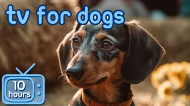 Dog TV: The Ultimate Entertainment for Dogs + BONUS Calming Music!