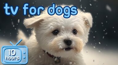 DOG TV | Virtual Adventure Videos for Dogs [With Relaxing Music]