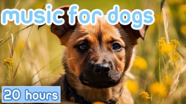 RELAXING DOG MUSIC | Classical Music Therapy to Comfort Dogs! [NEW]