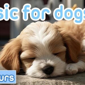 Dog Music: 15 HOURS | Deep Sleep Relaxation Melodies to CALM YOUR DOG