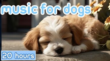 Dog Music: 15 HOURS | Deep Sleep Relaxation Melodies to CALM YOUR DOG