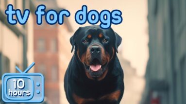 Adventure TV for Dogs | Deeply Entertaining Videos for Dogs to Watch!