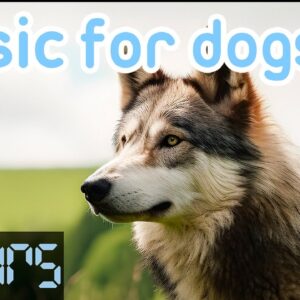 Dog Anxiety Music | Songs to Help Prevent Separation Anxiety in Dogs!