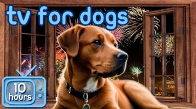 July 4th Dog TV | Firework Stress-Reducing Videos to Help Dogs Relax!