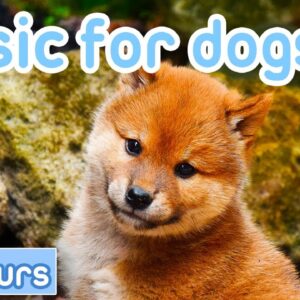Relaxing Music for Dogs: Chill Out Your Puppy with Our Soothing Songs!