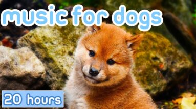 Relaxing Music for Dogs: Chill Out Your Puppy with Our Soothing Songs!