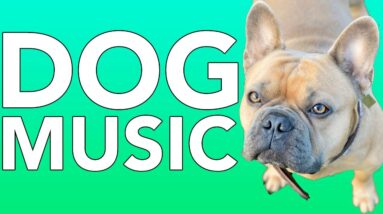 Separation Anxiety Music for Dogs | Calm Your Dog Quick & Easy!