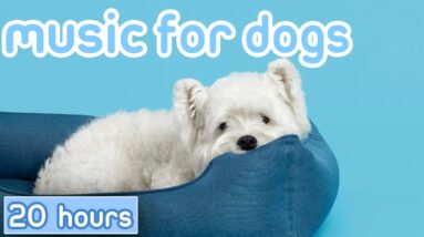 20 HOURS of Healing Sleep Music for Dogs! [NEW 2023]