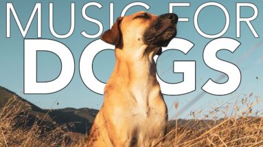 MUSIC FOR DOGS | Sounds to Relax Anxious and Hyper Dogs - 440,00hz Freq!