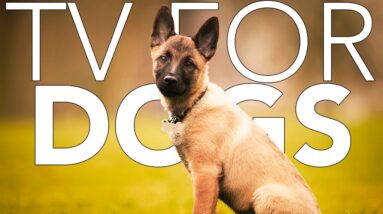 Videos for Dogs: 12 HOURS of Nature Dog TV for Separation Anxiety!