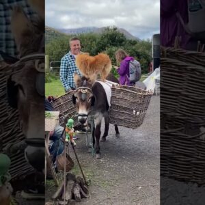 Dog and donkey best friends love entertaining people! #shorts