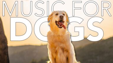 Healing Music for Dogs: Soft Rock to Ease Anxiety and Sadness! [NEW 2023]