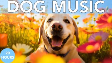Healing Relaxation Dog Music 20 HOURS | Separation Anxiety Relief!