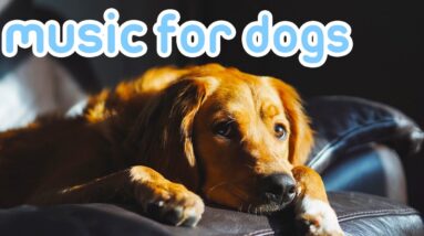 [NEW] Deep Sleep Relaxation Music for Dogs | 20 HOURS Soft Music!